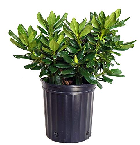 Gold Prinz Rhododendron in gardening pot