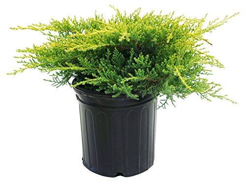 Gold Star® Juniper close detail of scale‑like evergreen leaves with yellow and green contrast