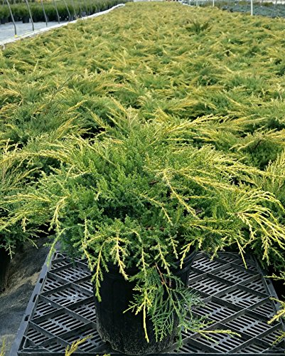 Gold Star® Juniper plant from a side angle highlighting its wide‑spreading, low mound form