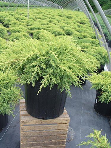 Gold Star® Juniper plant in container, showing overall shape and color pattern
