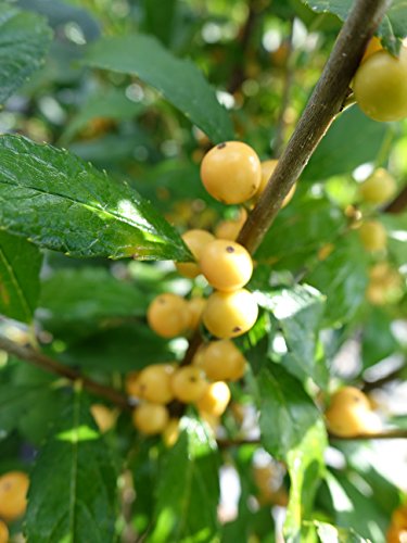 Gold winterberry bush with bright gold berries on a green leafy branch.