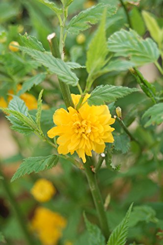 Golden Guinea Kerria yellow flower close up