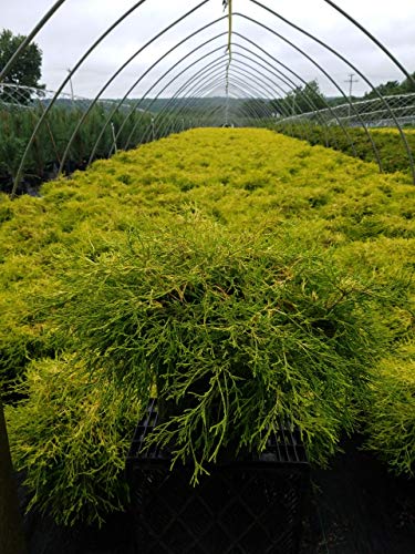 Golden‑green conifer shrubs