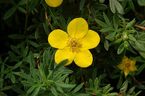 Goldfinger Shrubby Cinquefoil flower petal close up