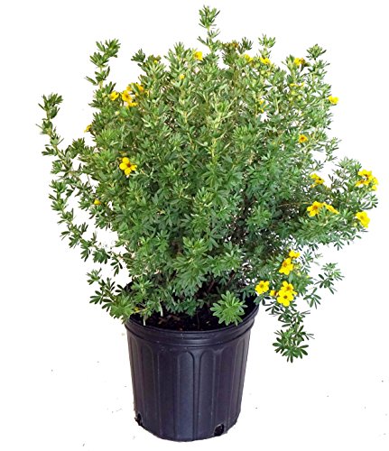 Goldfinger Shrubby Cinquefoil flowering in garden pot