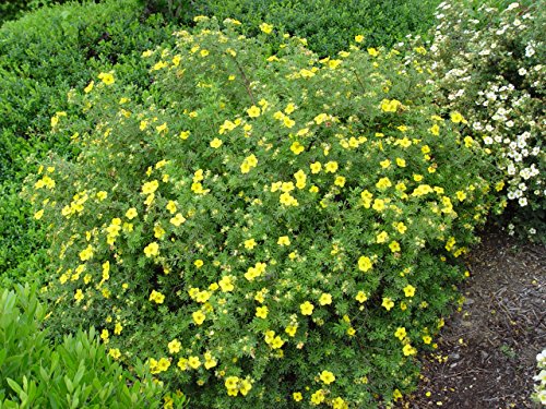 Goldfinger Shrubby Cinquefoil
