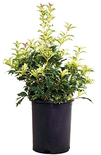 Goshiki False Holly in pot