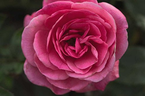 Grandma's Blessing Rose flower close up