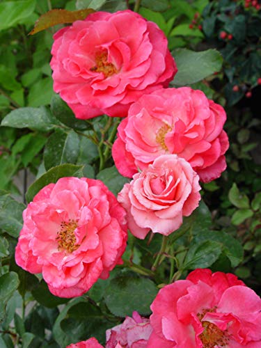 Grandma's Blessing Rose flower close up