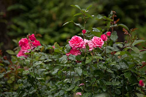Grandma's Blessing Rose flowering in the garden