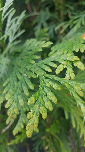 Green Giant Western Arborvitae evergreen tree close-up of foliage