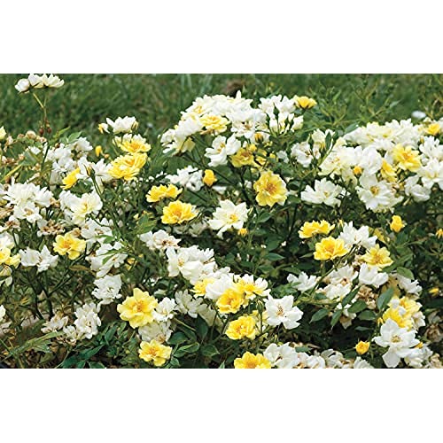 Green Lemon Drift® rose foliage with emerging soft yellow flower buds