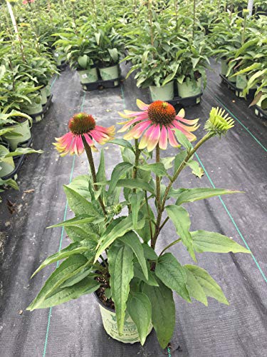Green Twister Coneflower plant in a nursery pot with pink and green blooms