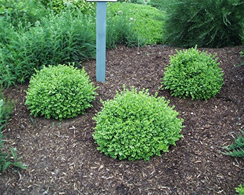 Green Velvet Boxwood evergreen shrub for landscaping