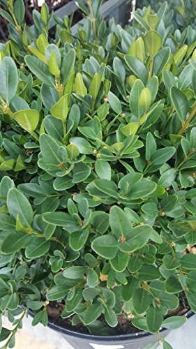 Green Velvet Boxwood foliage texture detail