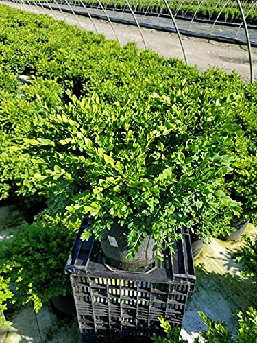 Green Velvet Boxwood plant showing compact rounded form