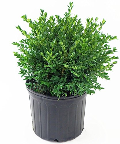 Green Velvet Boxwood shrub in nursery pot