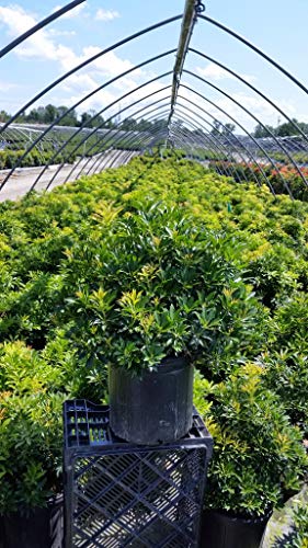Green leafy plant with healthy foliage in a nursery setting