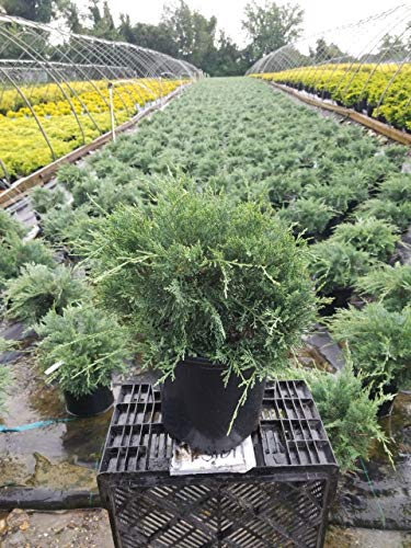 Grey Owl Juniper close‑up of silvery‑gray foliage