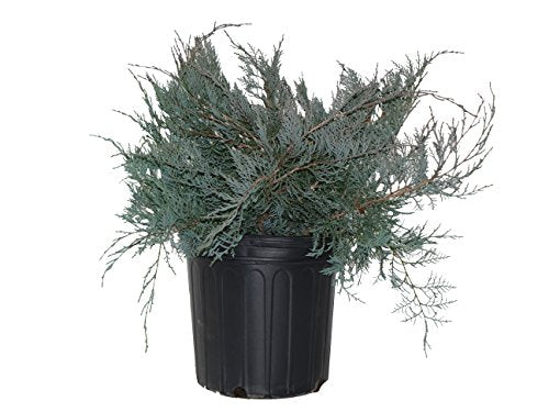 Grey Owl Juniper evergreen in container against white background