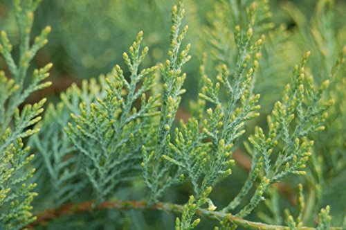 Grey Owl Juniper foliage detail, soft textured leaves