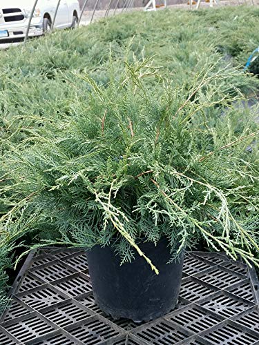 Grey Owl Juniper full plant shot with pot