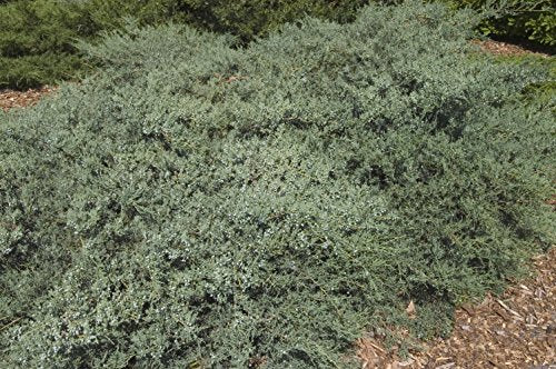 Grey Owl Juniper groundcover