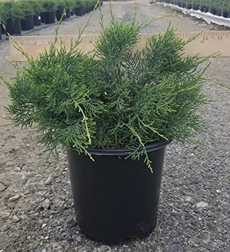 Grey Owl Juniper in pot