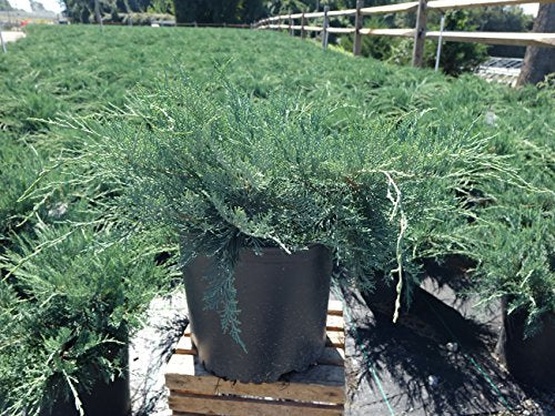 Grey Owl Juniper plant close‑up with pot base visible