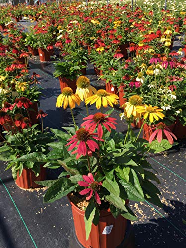 Group of Cheyenne Spirit plants in pot