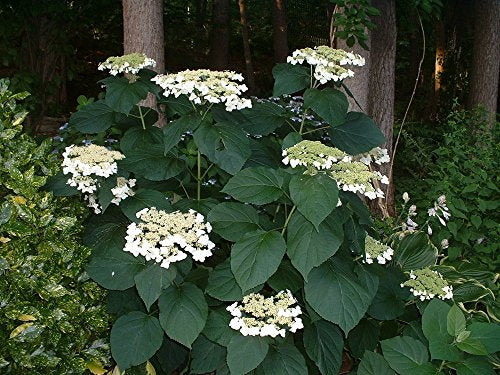 Haas’ Halo smooth hydrangea shrub with white lacecap flowers