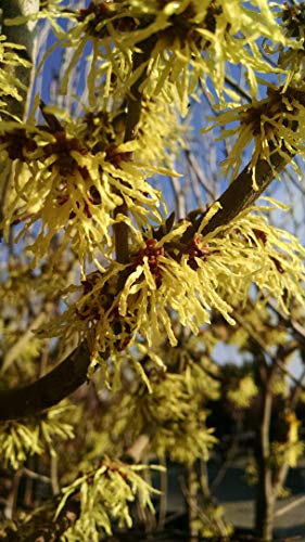 Hamamelis X int. Arnold Promise