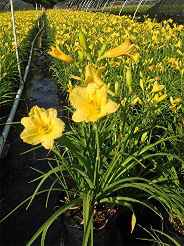 Happy Returns Daylily flowering in nursery