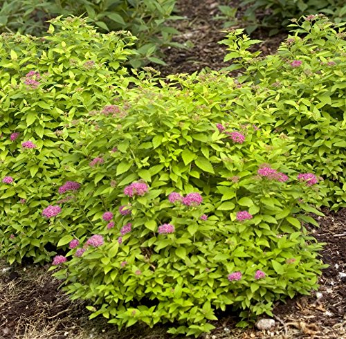 Healthy Double Play® Gold Spirea in the landscape