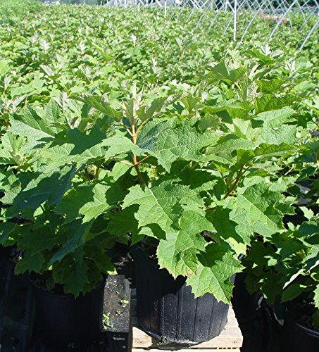 Healthy Snow Queen™ Oakleaf Hydrangea in nursery