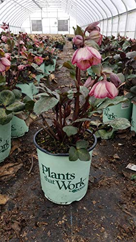 Helleborus x Frostkiss® Baylis Blush®