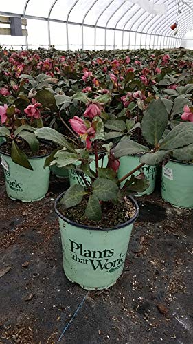 Helleborus x Frostkiss® Cheryls Shine