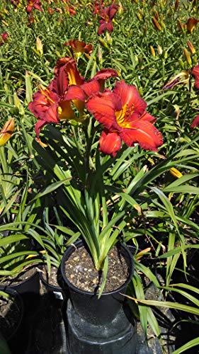 Hemerocallis Chicago Apache
