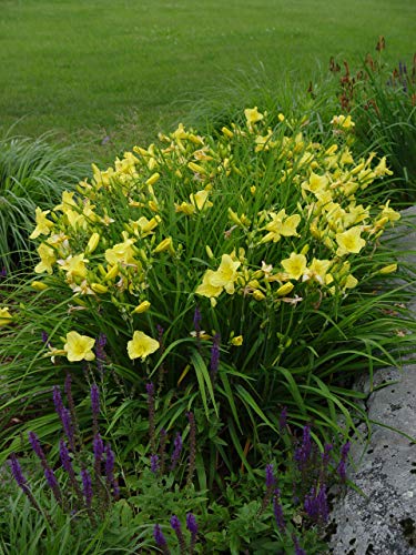 Hemerocallis Happy Returns