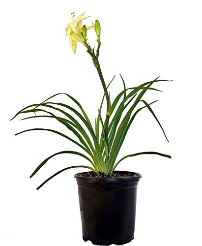 Hemerocallis Joan Senior