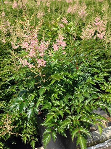 Hennie Graafland Astilbe plant with glossy green foliage and light pink feathery flower plumes in a nursery setting.