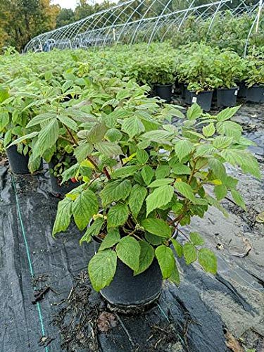 Heritage Red Raspberry growing in nursery