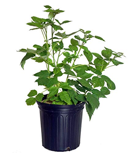 Heritage Red Raspberry in gardening pot