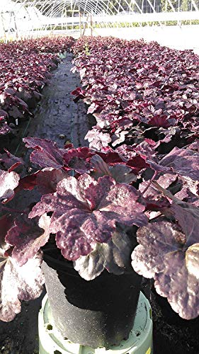 Heuchera Black Sea Coral Bells perennial in a garden setting with foliage detail 