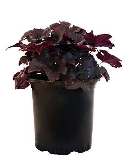 Heuchera Black Sea Coral Bells plant with dark purple‑black textured foliage
