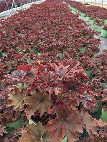 Heuchera villosa Bronze Wave