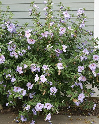 Hibiscus syriacus Azurri Blue Satin® shrub with multiple large blue flowers in summer