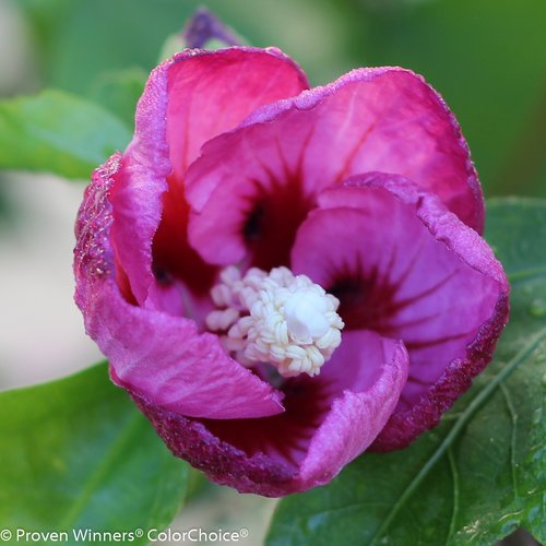 Hibiscus syriacus Lil’ Kim® Violet flower close up