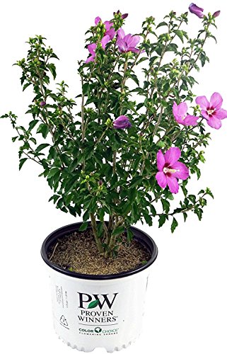 Hibiscus syriacus Lil’ Kim® Violet in branded pot