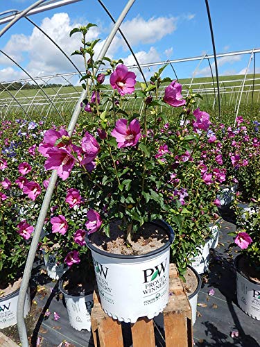 Hibiscus syriacus Lil’ Kim® Violet plant in a nursery pot showing overall shrub form with emerging blooms